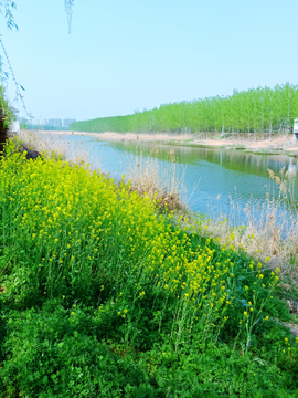 油菜花