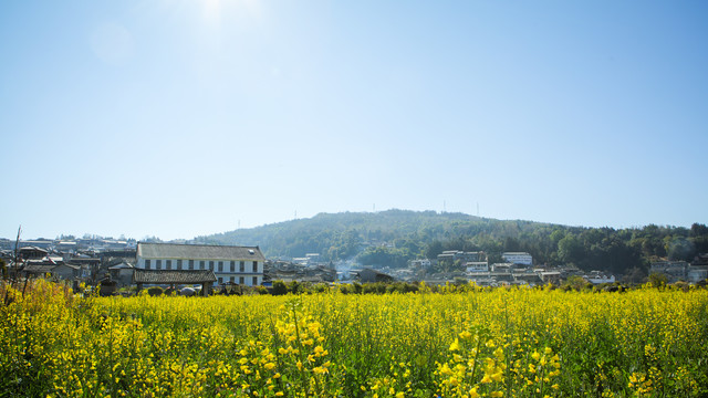 油菜花田