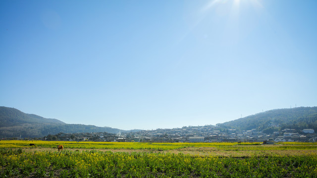 油菜花