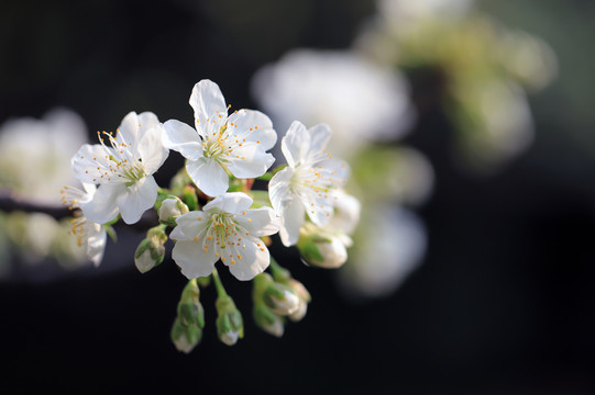 樱桃的花