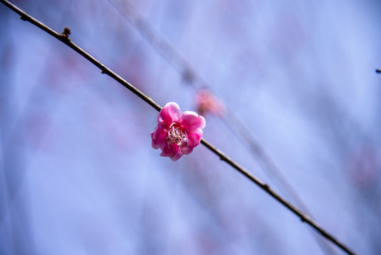 樱花