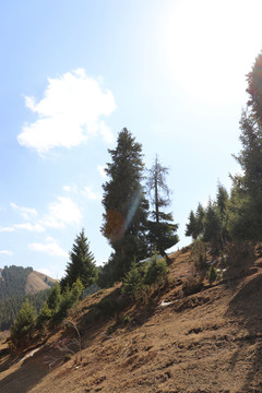 天山青松根连根