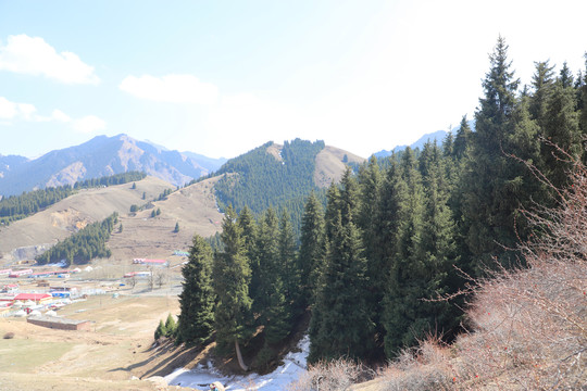 天山青松根连根