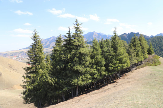 天山青松根连根