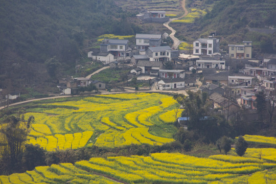 云南罗平油菜花儿