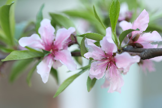 高清春天桃花