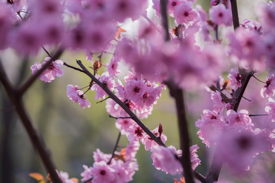 桃花