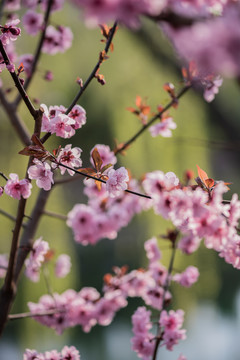 桃花