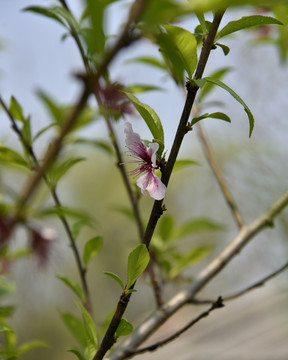 桃树桃花