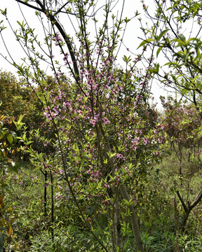 桃花桃树