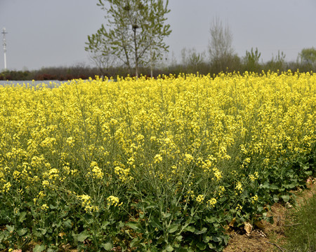 油菜花