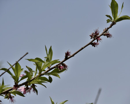 桃树桃花