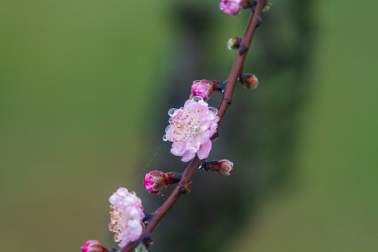 桃花