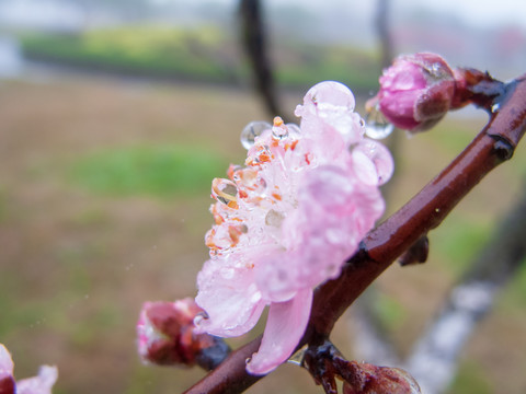 桃花特写