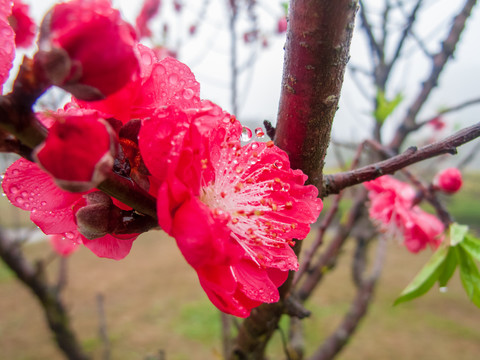 桃花特写