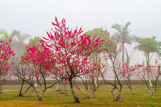 桃花