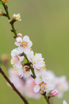 桃花特写