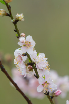 桃花特写