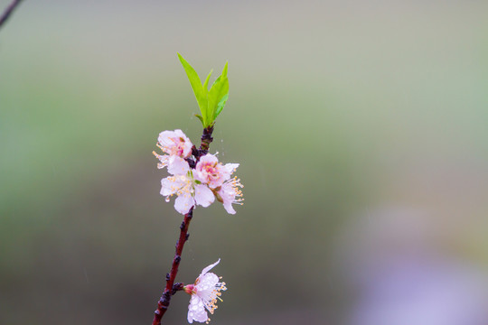 桃花