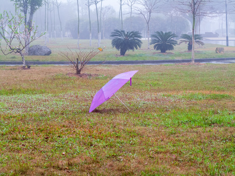 公园草坪雨伞