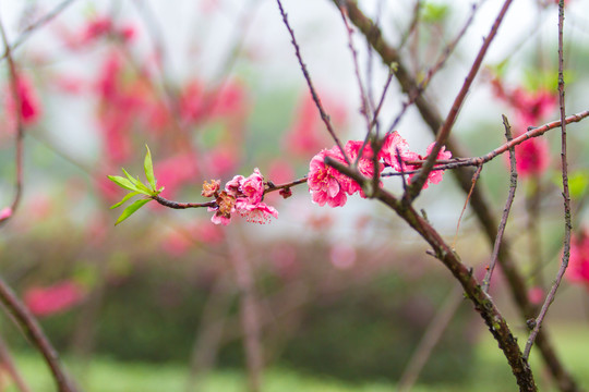 桃花