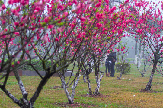 桃花