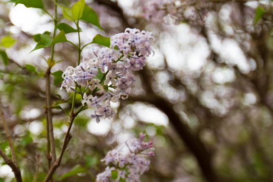 丁香花