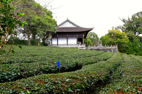 普洱茶茶园