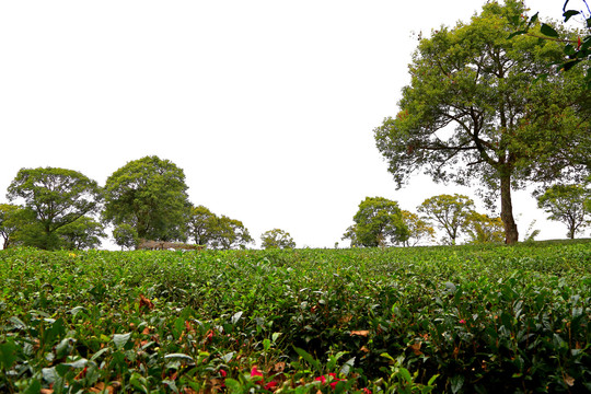 普洱茶茶园