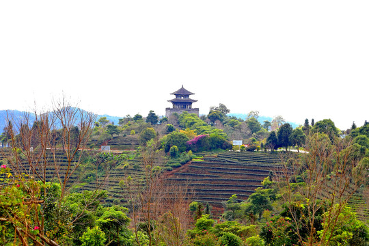 普洱茶生态茶园观景台