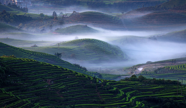 长龙茶山