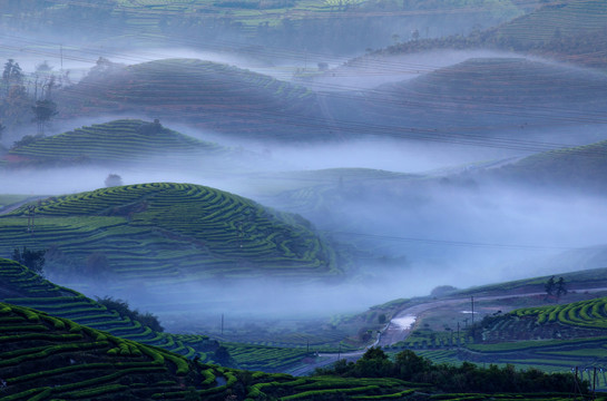 长龙茶山