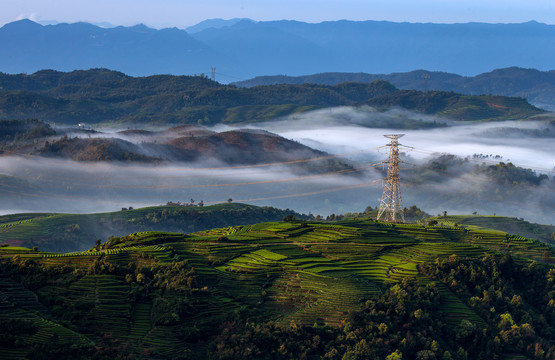 长龙茶山