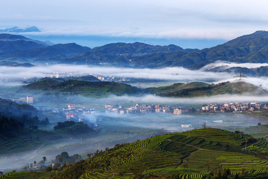 长龙茶山