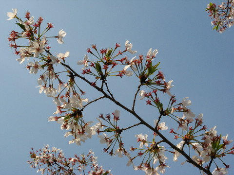 樱花