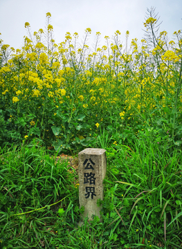 油菜地里的公路界碑石