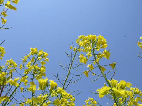 油菜花