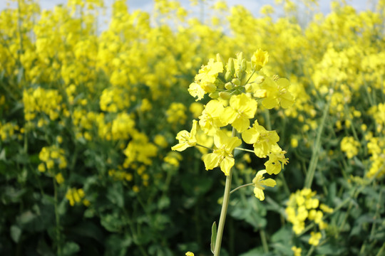 油菜花