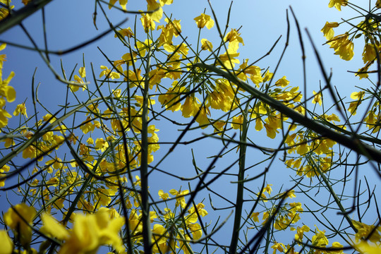 油菜花