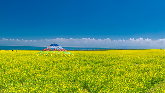 青海湖油菜花大画幅