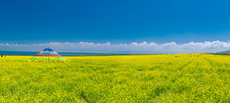 青海湖花海