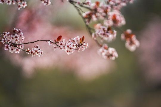 春天的紫叶李花