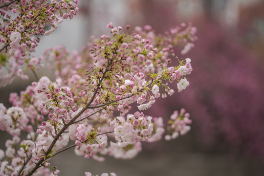 唯美樱花