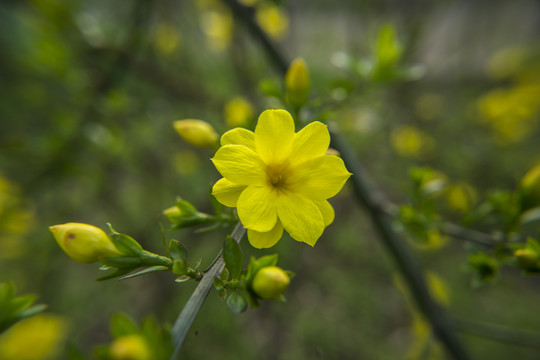 迎春花