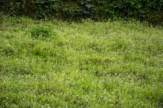 草地野花