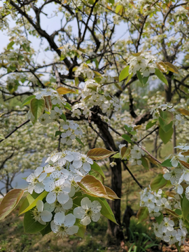 梨花