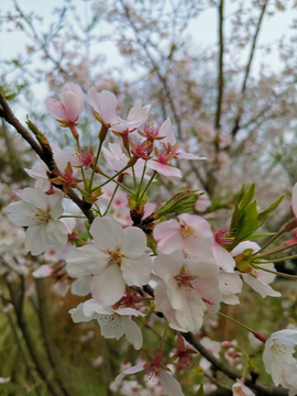 樱花