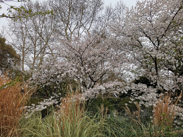 樱花