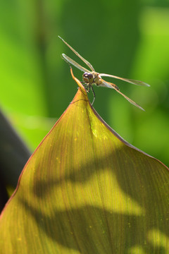 蜻蜓