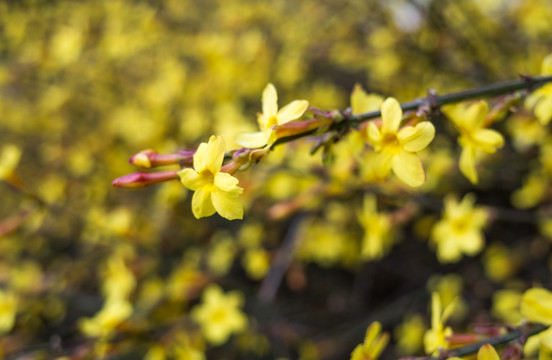 迎春花